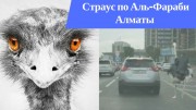 Приколы! Страус по Аль Фараби Алмааты подрезает автомобиль