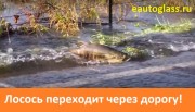 Приколы видео лосось переходит через дорогу идя на нерест!