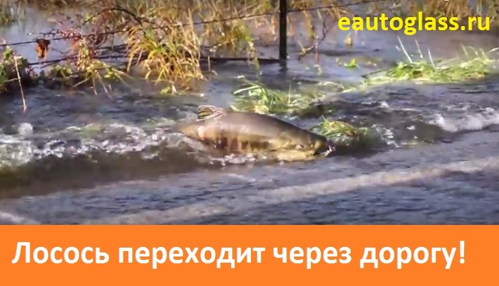 Приколы видео лосось переходит через дорогу идя на нерест! Приколы видео лосось переходит через дорогу идя на нерест!